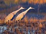 Craning Their Necks_73806